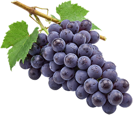 Resveratrol